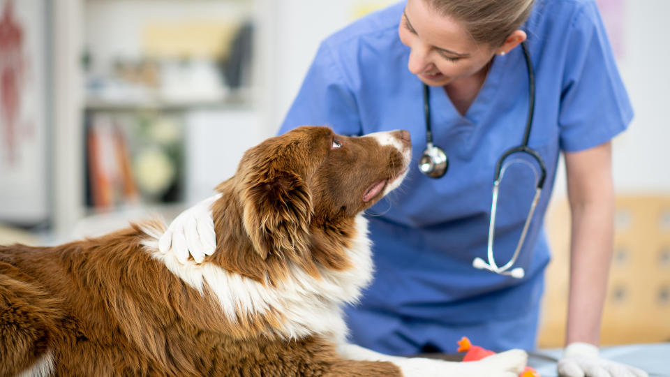 Dog visiting vet