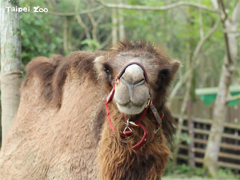 再見了「煙雨」~淚謝雙峰駱駝「煙雨」陪伴時光。（圖／翻攝自「Taipei Zoo 臺北市立動物園」粉專）