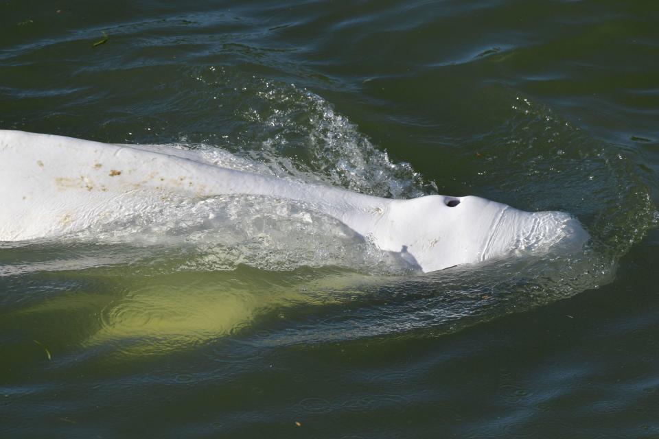 A beluga whale is seen swimming up France's Seine river, near a lock in Courcelles-sur-Seine, western France, August 5, 2022. / Credit: JEAN-FRANCOIS MONIER/AFP/Getty