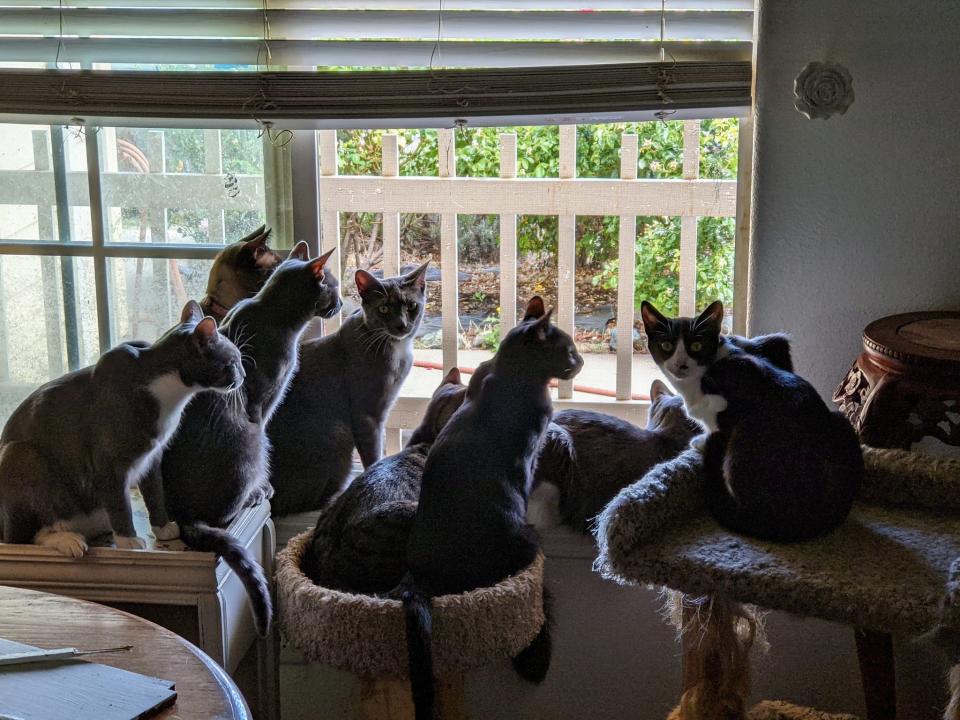 Adoptable cats at Catz and Dogz of the North State watch the "backyard news" at animal rescuer Karen Hansen's home in Cottonwood.