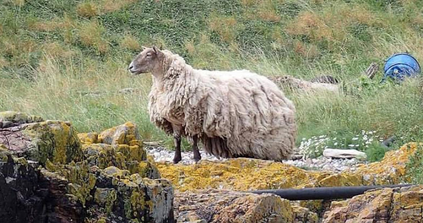 英國最寂寞羊咩咩被困崖邊石灘2年獲救。（圖／翻攝自推特）