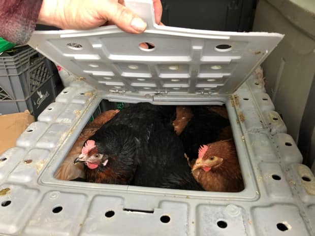 A carrying case with laying hens in West Brome last year. Interest in tending to home coops has surged during the pandemic, suppliers say. (Guylaine Charrette/Radio-Canada - image credit)