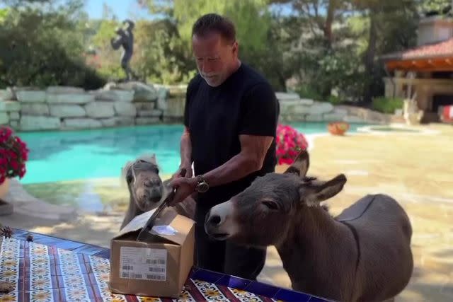 <p>Arnold Schwarzenegger Instagram</p> Arnold Schwarzenegger with his pet miniature pony Whiskey (left) and donkey Lulu (right)