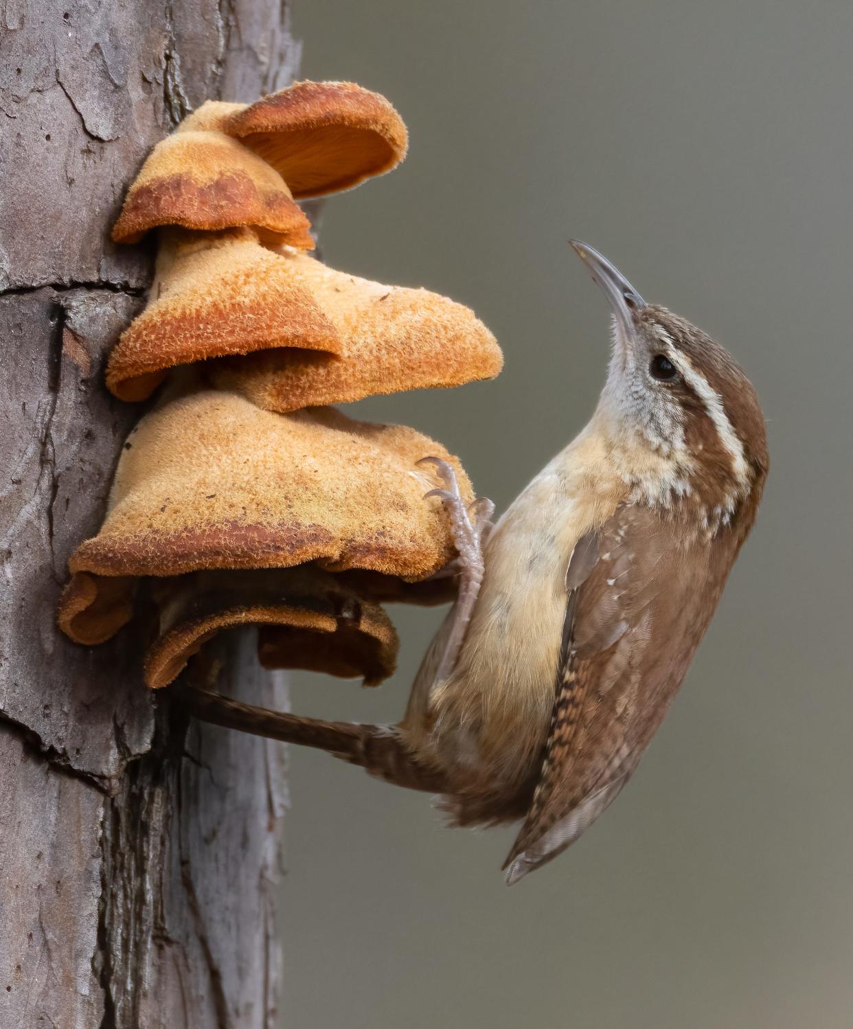 A Carolina wren investigates orange mock oyster mushrooms.