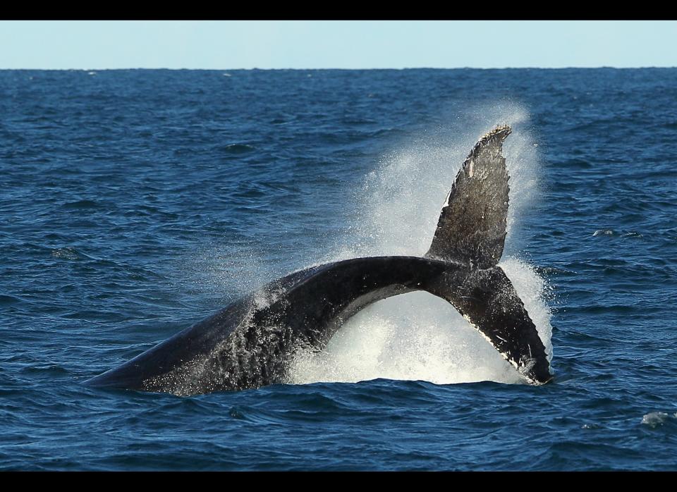 A humpback whale tail breaches off Sydney Heads at the beginning of whale watching season during a Manly Whale Watching tour on June 23, 2011 in Sydney, Australia. (Photo by Cameron Spencer/Getty Images)