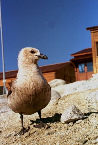 A grey skua chick, pictured near Italy's Antarctic base at Terra Nova Bay in the Ross Sea. The Antarctic Ocean Alliance says climate change is affecting the abundance of important food sources for penguins, whales, seals and birds while growing demand for seafood is seeing greater interest in the Southern Ocean