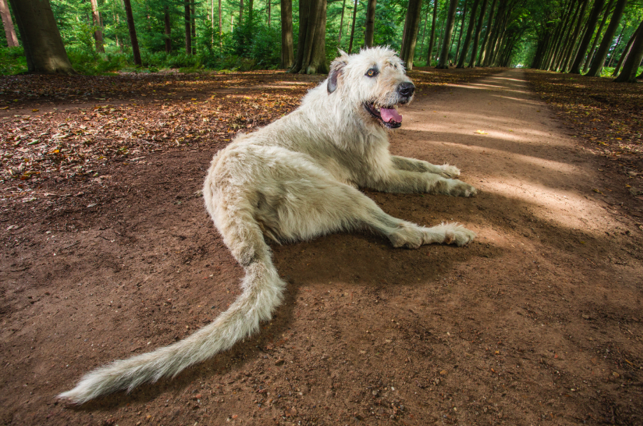 Irish wolfhound Keon, five, has 30.2in tail - the longest dog tail in the world. He lives with owner Ilse Loodts in Westerlo, Belgium. Don’t get too close if he starts wagging. (Pic: Guinness World Records)