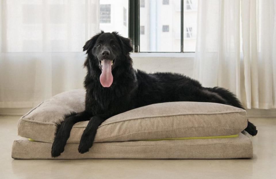 Coop Sanctuary Dog Bed