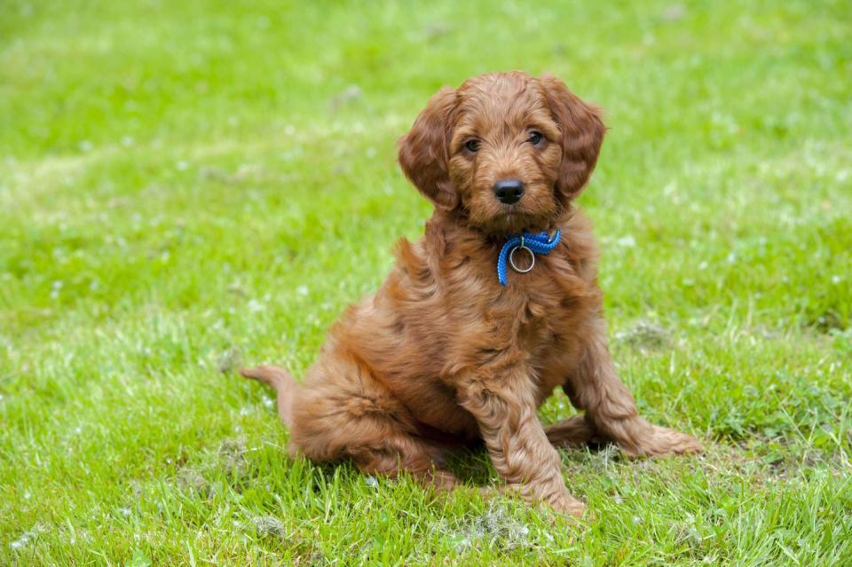 Mini Goldendoodle