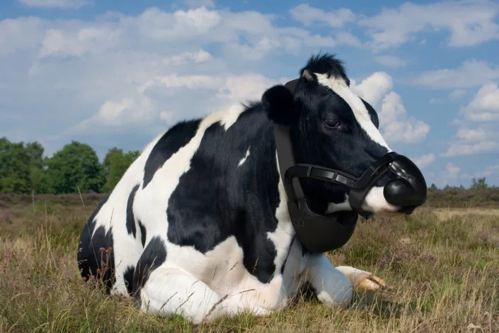 A cow with a black plastic mask over its nose and throat.