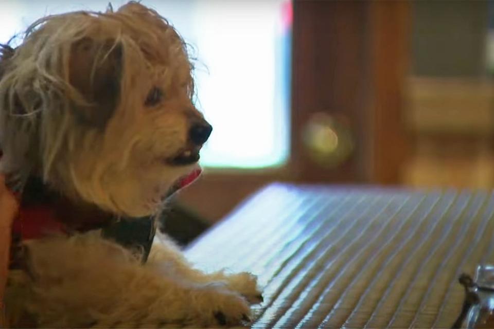 <p>Fox6 News Milwaukee/ YouTube</p> Bear the Shih Tzu visiting Finks bar in Milwaukee 