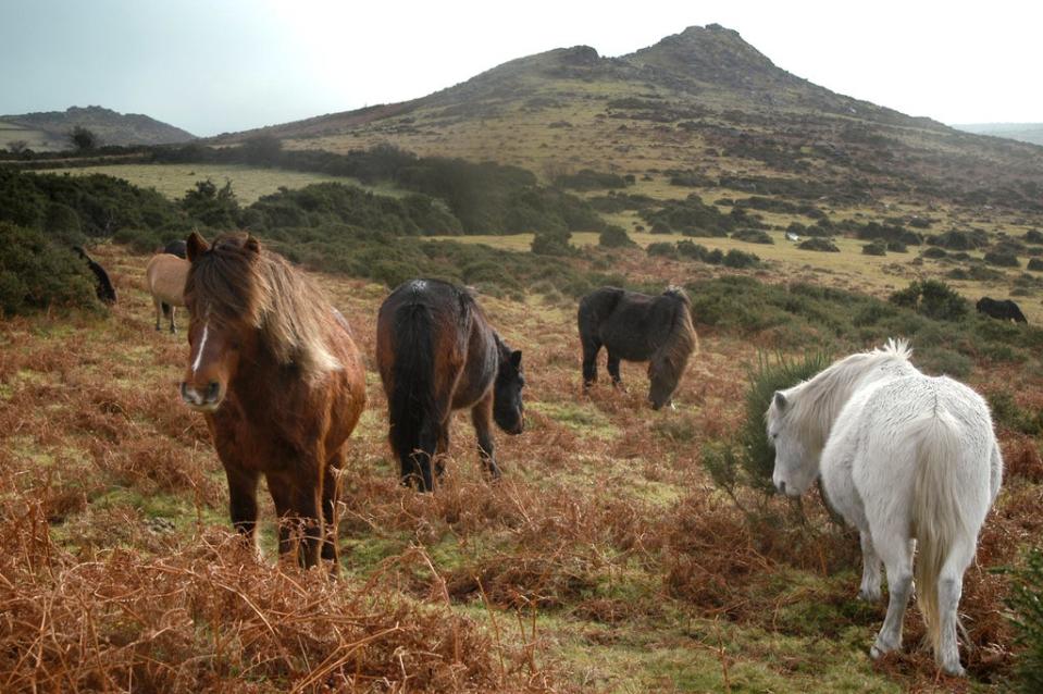 It is illegal to feed Dartmoor’s ponies (Getty Images/iStockphoto)