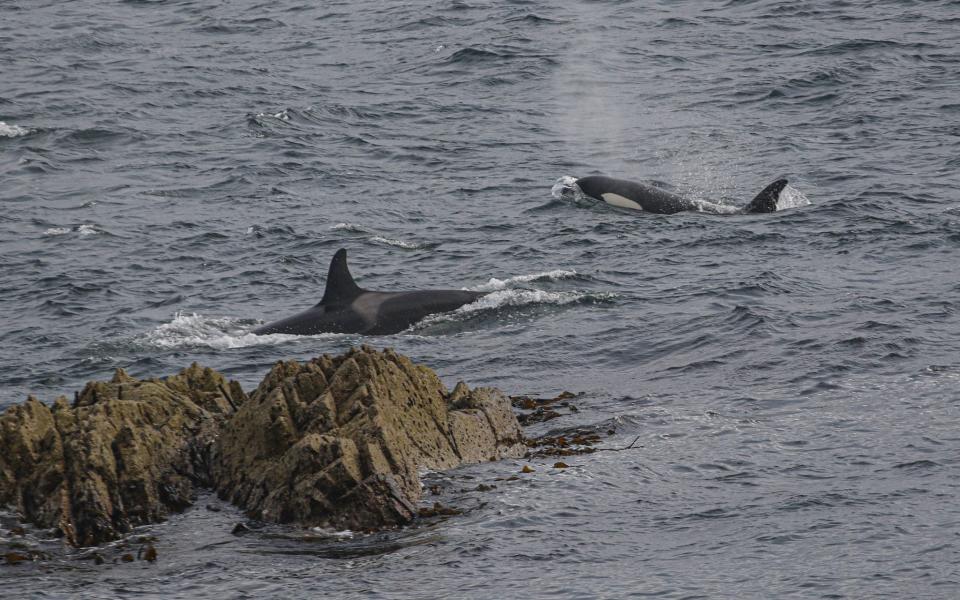 Scottish waters ‘appear to be home to more than one population of killer whales’ - Graham Campbell
