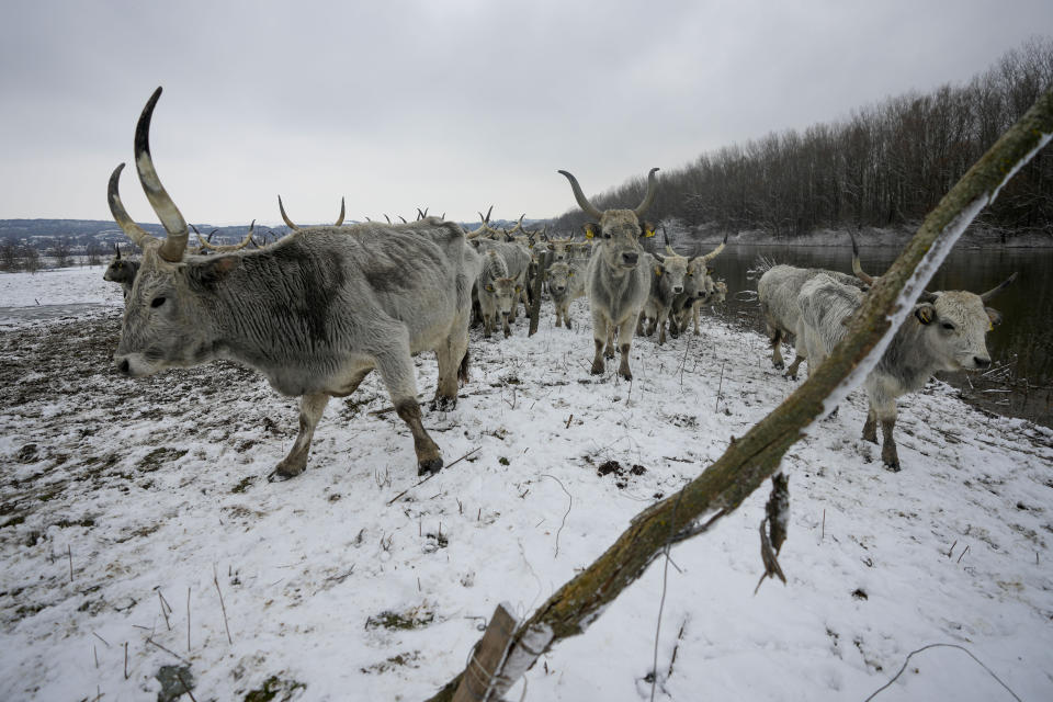 Cows walk on a flooded river island Krcedinska ada on Danube river, 50 kilometers north-west of Belgrade, Serbia, Tuesday, Jan. 9, 2024. After being trapped for days by high waters on the river island people evacuating cows and horses. (AP Photo/Darko Vojinovic)