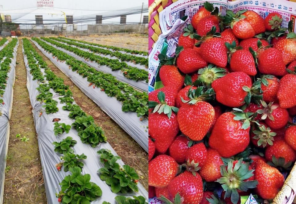 虹妤觀光草莓緣是彰化的人氣草莓農園。