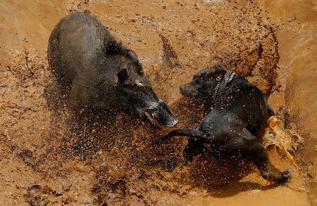 A dog and wild boar fight during a contest, known locally as 'adu bagong' (boar fighting), in Cikawao village of Majalaya, West Java province, Indonesia, September 24, 2017. REUTERS/Beawiharta