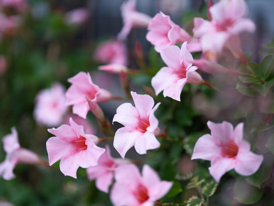 Close up of pink flowers