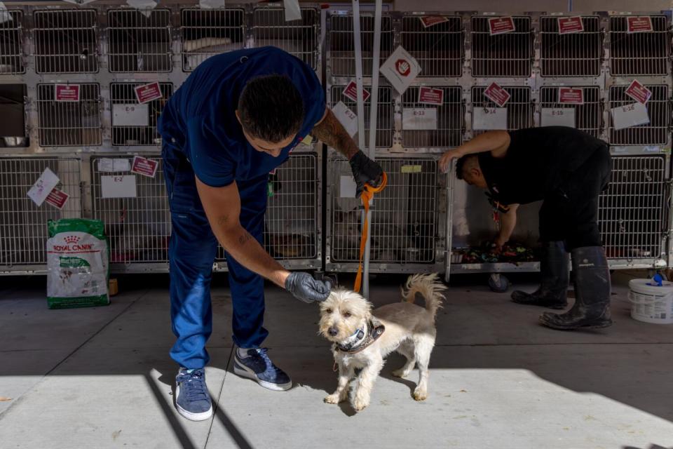 A man with a small dog on a leash bends over to pet it as another person reaches into one of many stacked kennels behind him