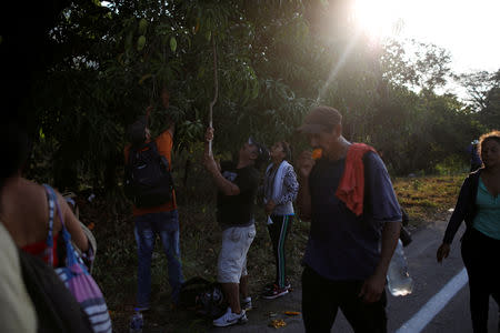 Central American migrants pick mangoes from a tree as they walk during their journey towards the United States, in Mapastepec, Mexico April 20, 2019. REUTERS/Jose Cabezas