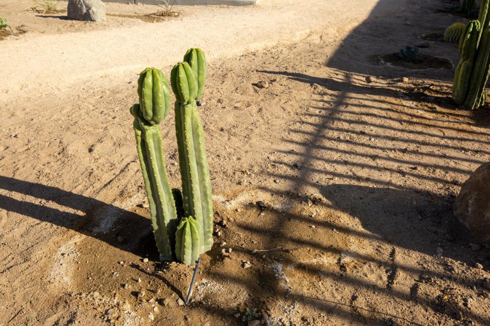 Cacti growing on the dirt near a shadow of a fence.