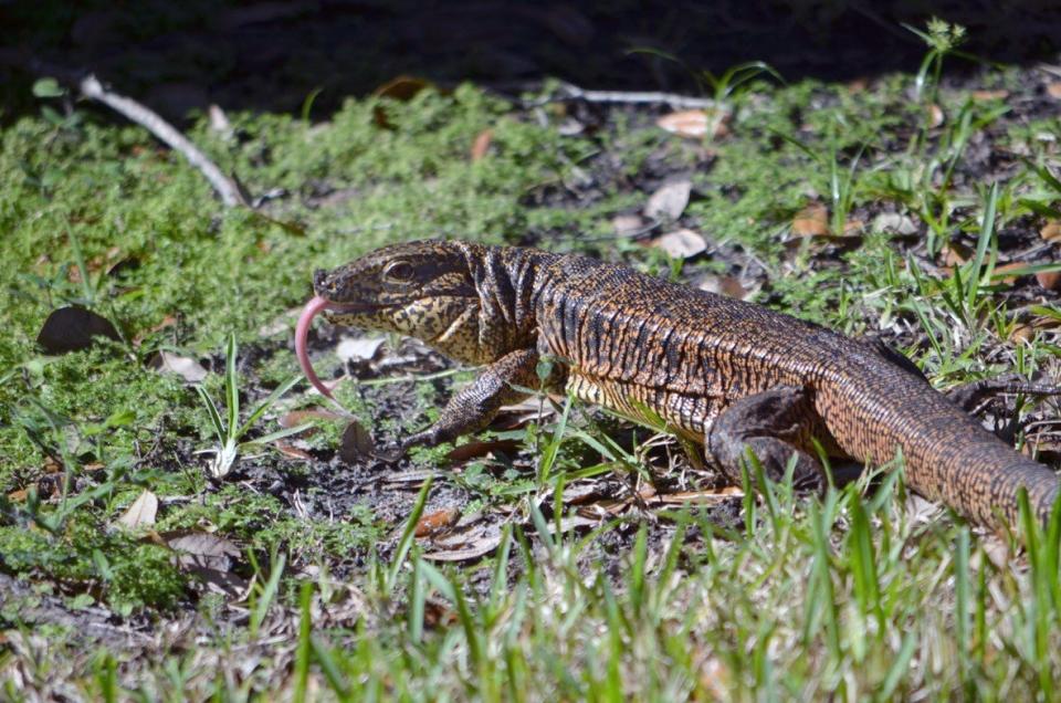 Tegu florida