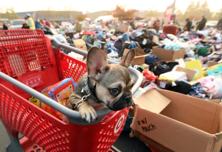 Diesel, a French bulldog puppy, looks on from a shopping cart at an encampment for fire evacuees in Chico, California