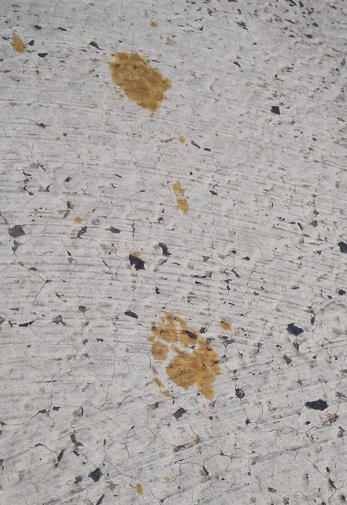 Yellow paw prints seen by workers (Nomura Plating/AFP via Getty Images)