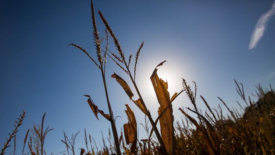 Plantación de maíz