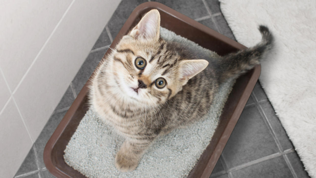  Cat sitting on litter tray. 