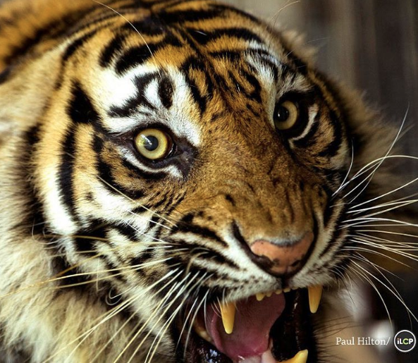 El tigre de Sumatra es el más pequeño de los tigres que sobreviven en el mundo. Pueden llegar a medir hasta 2.30 metros (7.5 pies) y pesar alrededor de 120 kilos (264 libras). Se caracterizan por tener una membrana entre los dedos de las patas, que les permite ser hábiles nadadores.