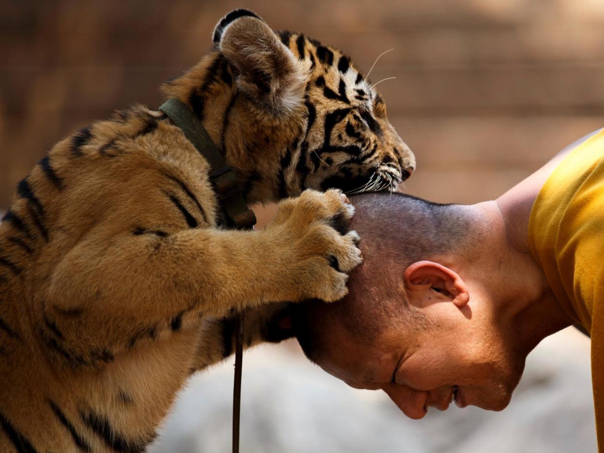 A Buddhist monk plays with a tiger at the Wat Pa Luang Ta Bua: REUTERS