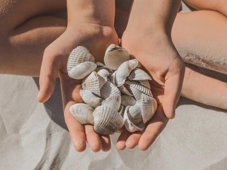 Muscheln sind ein beliebtes Urlaubssouvenir - doch nicht überall darf man sie sammeln. (Bild: AYDO8/Shutterstock.com)