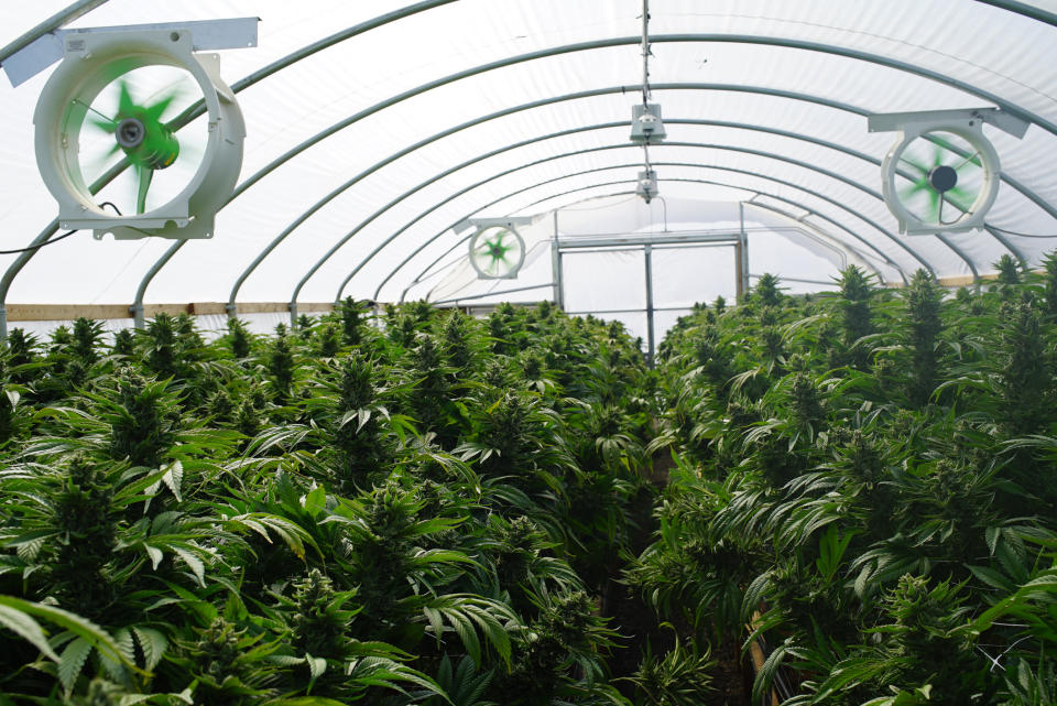 Marijuana plants growing inside a greenhouse.