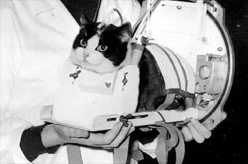 Félicette in her carrier before the historic flight. - Photo: CNES