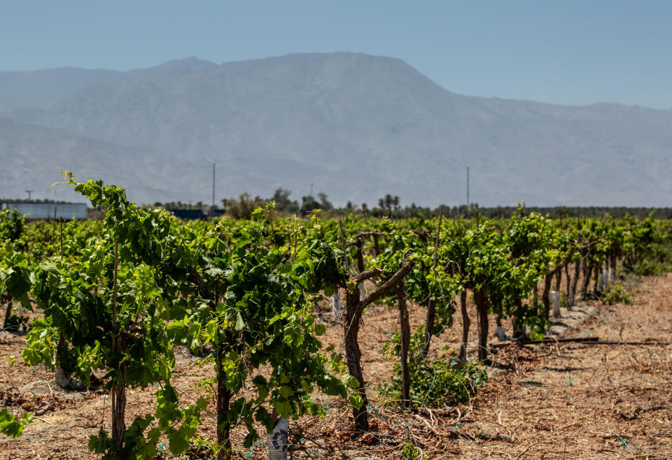 MECCA, CA - MAY 10:  Table grapevines, slated to be pulled out of the ground to make room for future development, are viewed on May 10, 2022 in Mecca, California. The Coachella Valley, located along Interstate 10 and south to the Salton Sea, is home to dozens of municipalities and boosts a winter population of 800,000 residents but drops to 400,000 residents in the hot summer months. (Photo by George Rose/Getty Images)