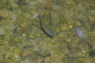 Fish swim in Korenita river in the village of Gornje Nedeljice, in the fertile Jadar Valley in western Serbia, Tuesday, Aug. 6, 2024. (AP Photo/Darko Vojinovic)