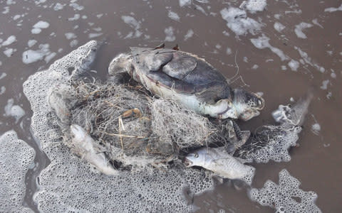Drowned Green turtle entangled in ghost nets in Uruguay 