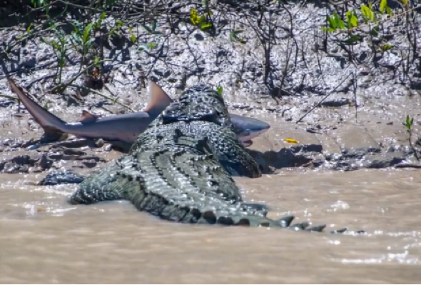 Crocodile eats bull shark in Australia