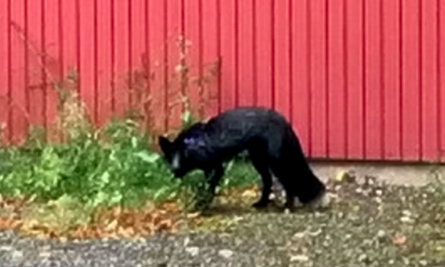 Black fox: Britain's rarest animal spotted roaming the streets of  Manchester, The Independent