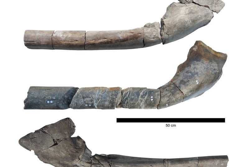 The nearly complete giant jawbone, along with a comparison to the 2018 bone (middle and bottom) found by Paul de la Salle.