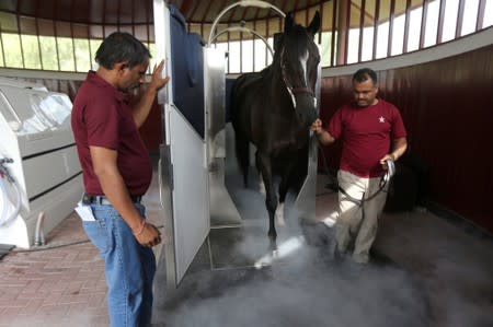 Dubai stables gives prize racehorses cryotherapy