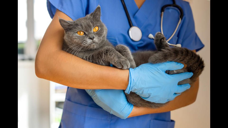 vet holding cat