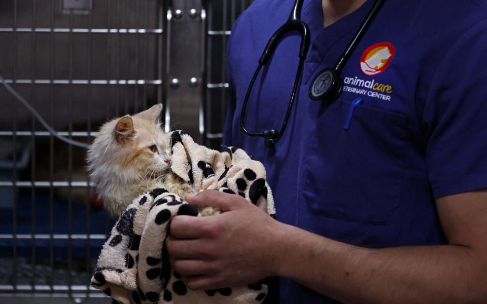 Veterinarian Kostis Larkou tends to a cat suffering from Feline Infectious Peritonitis