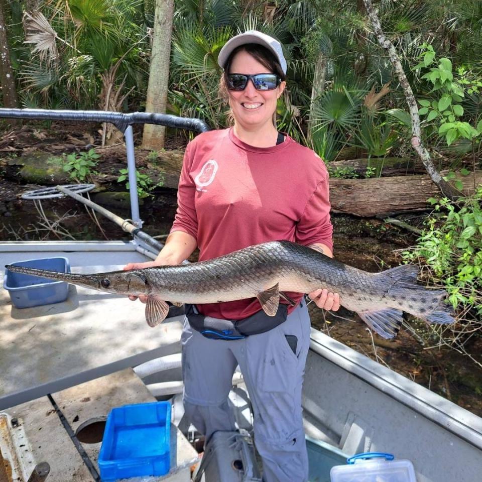 A biologist with the Florida Fish and Wildlife Conservation Commission poses with a crooked longnose gar caught in Silver Glen Springs.