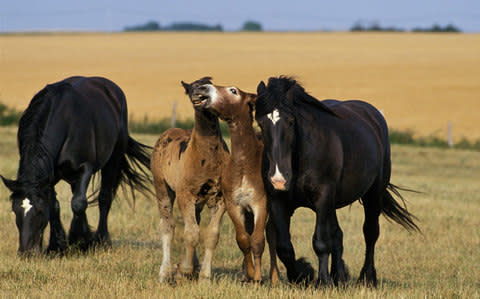 Poitevin horses in France - Credit: Alamy