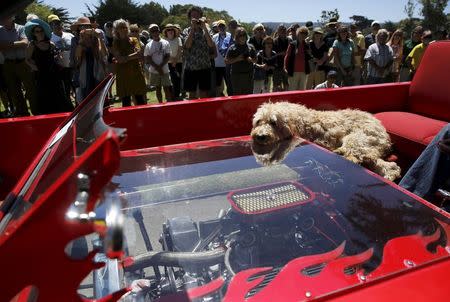 A dog rests on the engine compartment of an entry in the "Worst of Show" at the Concours d'Lemon, part of the Pebble Beach Concours d'Elegance in Seaside, California, August 15, 2015. REUTERS/Robert Galbraith