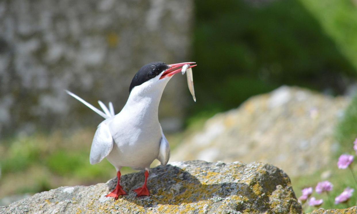 <span>An arctic tern with a sand eel in north Wales. The species is among several at grave risk of local extinction.</span><span>Photograph: Chantal Macleod-Nolan/RSPB/PA</span>