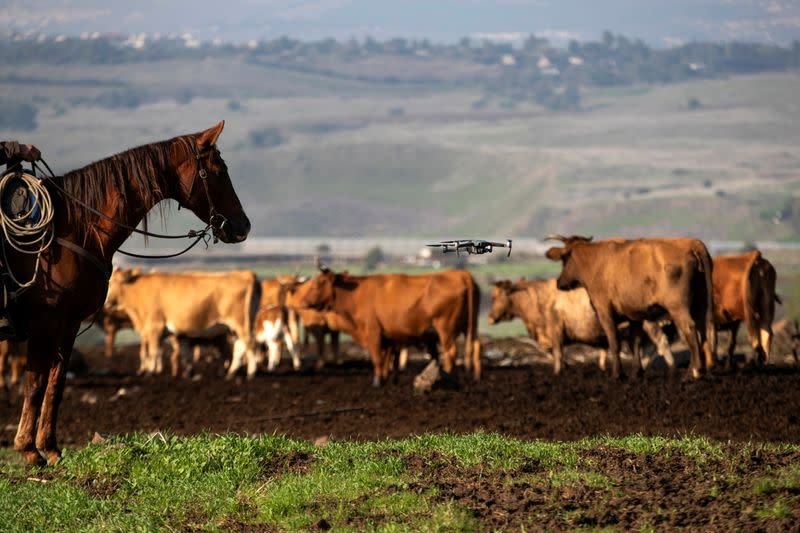 Droves by drone: Israeli cow-herders turn to flying tech to boost efficiency