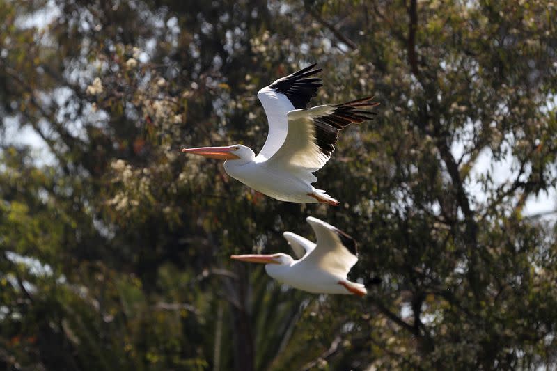 Pelícanos blancos americanos llegan a Ciudad de México