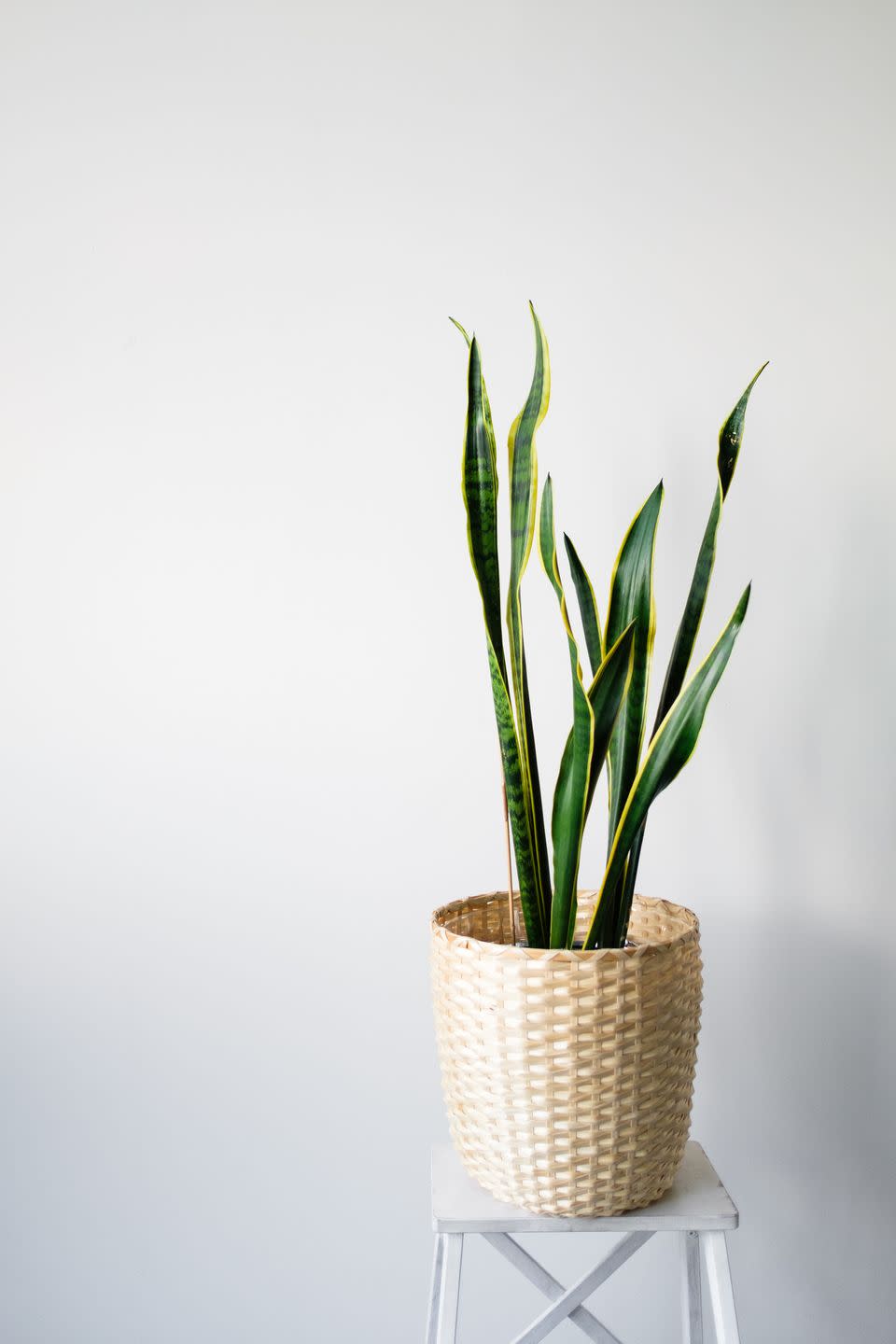 18) Snake Plant